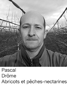 Pascal Drôme Abricots et pêches-nectarines, arboriculteur Fruits&Compagnie